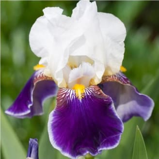 Iris nain blanc - GODET 9CM - Gamm vert
