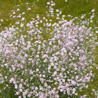 Chaufferettes . - Fleur de Rocaille