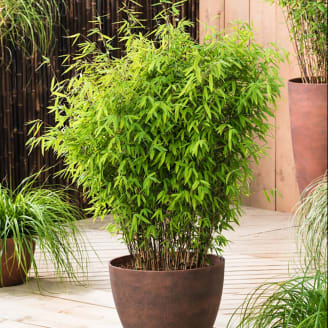Planter un bambou en pot - Gamm vert
