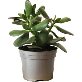 Plante grasse variée au choix sans cache-pot Ø 12cm : Cactus et plantes  grasses AUTRES PRODUCTEURS maison - botanic®