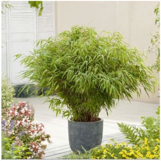 Petit bambou : Fargesia  rufa