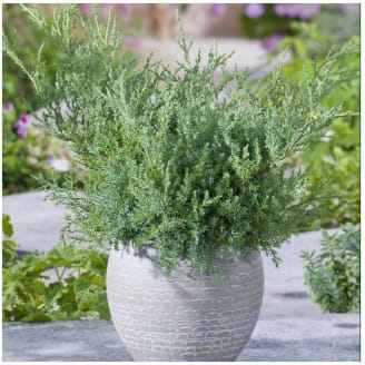 PDTO Vert Chaud Plante Couverture Arbre Arbuste Gel Hiver Protection Sac  Veste Cour Jardin – les meilleurs produits dans la boutique en ligne Joom  Geek