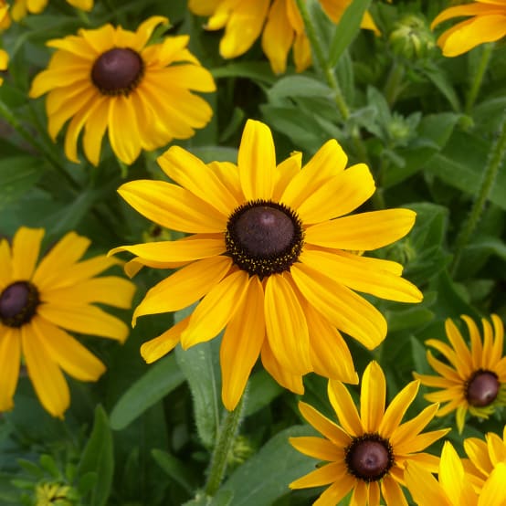 Graines De Rudbeckia Chim Chiminee - Rudbeckia Hirta Le Sachet De 30 Graines Environ - Gamm Vert