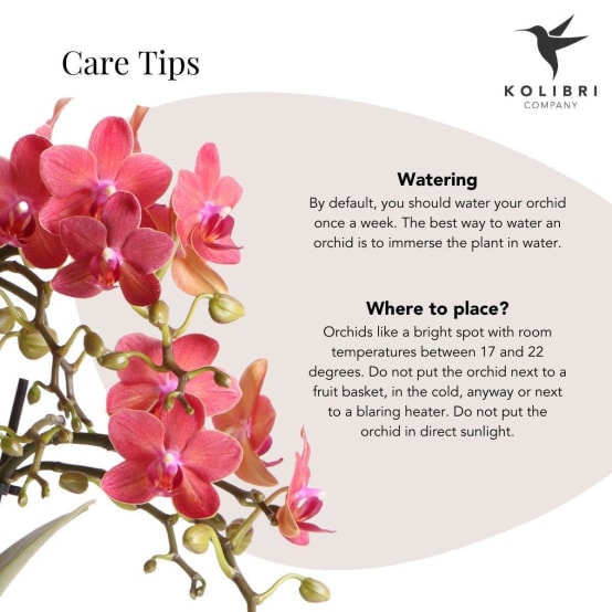 Figurine De Fleur D'orchidée En Cristal, Attrape-soleil