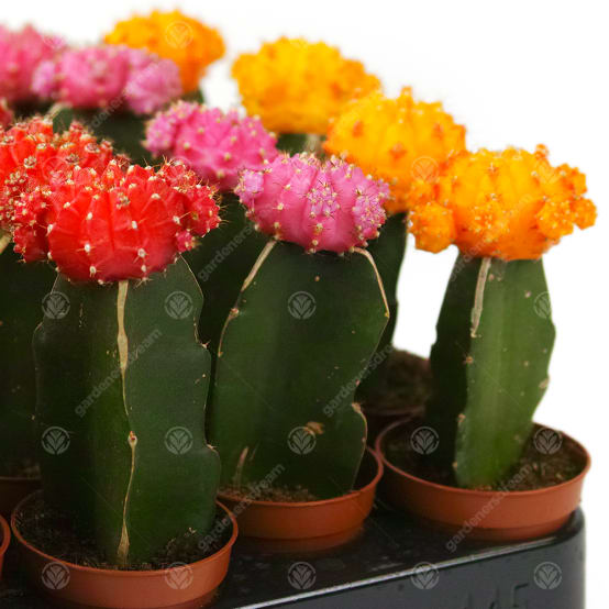 Mélange 5 Succulentes En Pot - Plantes D'Intérieur Faciles - Cadeau Bureau/Maison - Gardeners Dream