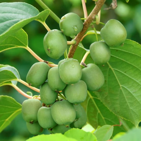 Kiwai femelle Fresh Jumbo - Actinidia arguta Pot de 2L/3L - Gamm vert