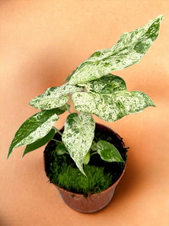 Alocasia Macrorrhiza Splash- La Green Touch - Gamm vert