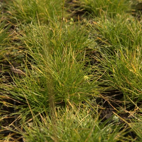 Fetuque, Festuca glauca Golden Toupee Godet de 9cm - Gamm vert