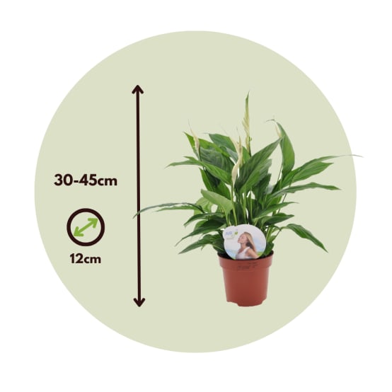 Spathiphyllum 