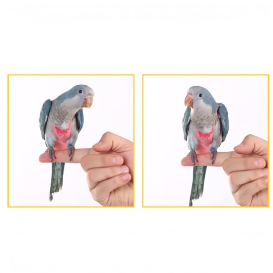 KUSO Couche Réutilisable Et Lavable Pour Perroquet - Kimono - Pour Oiseaux, Perruches, Calopsittes, Conures, Cacatoès, Aras Africains (taille XXL, Noir