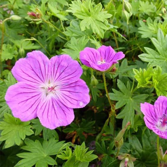 Géranium vivace sanguineum Hannelore Godet de 9cm - Gamm vert