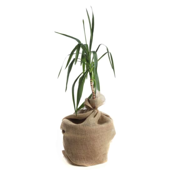 Toile de jute gamm vert outlet