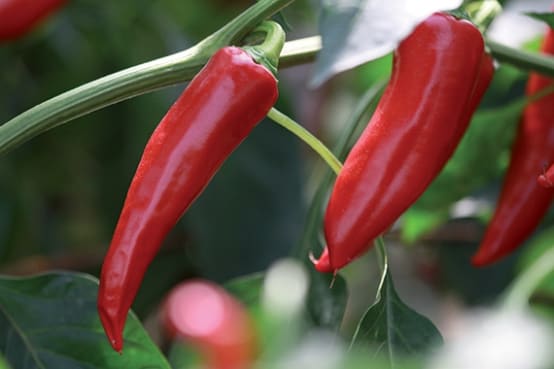 Piment Basque Gorria Bio en mini-mottes Mini-motte Ø 1,5/2,5 cm (par 3 ...