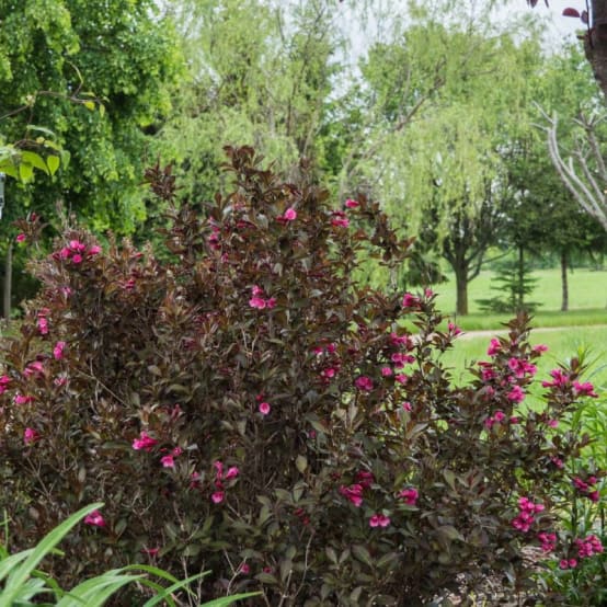 WEIGELA Florida 'Alexandra' / Weigela Florida 'Alexandra