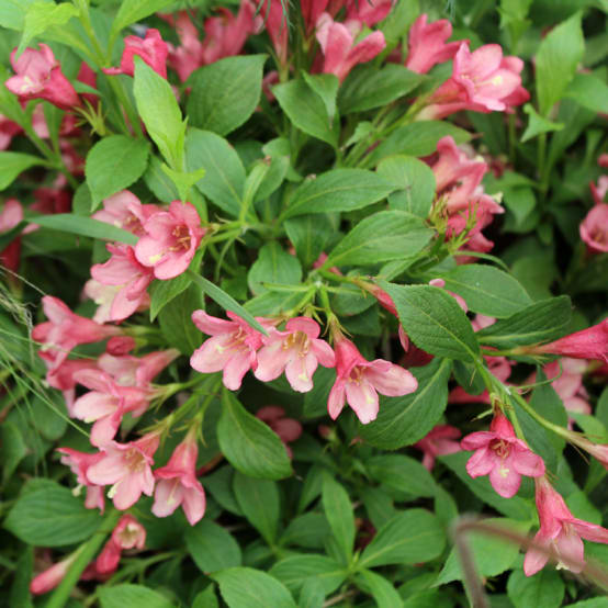 Weigela florida Picobella Rosa Weigélia nain Pot de 2L/3L Gamm vert