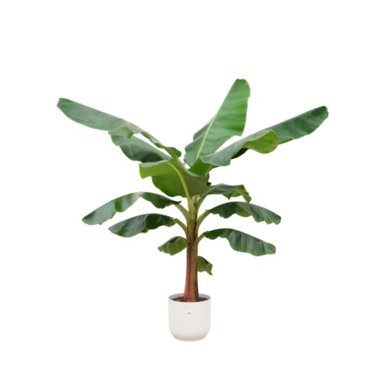 Bananier Musa 150cm et son pot- La Green Touch Blanc - Hauteur 150cm ...