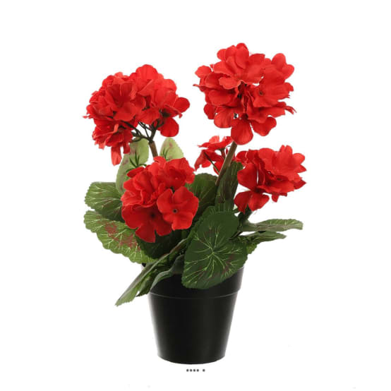 Géranium Zonale F1 Avanti Mix - Graines Baumaux