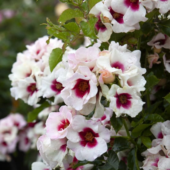 Rosier Westerland® 'Korwest' - Rosier Arbuste Parfumé - Les Roses André Eve