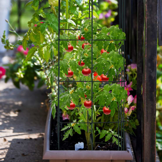 Lot De 3 Cages à Tomates Carrées Avec Sacs De Culture De 51,2 L