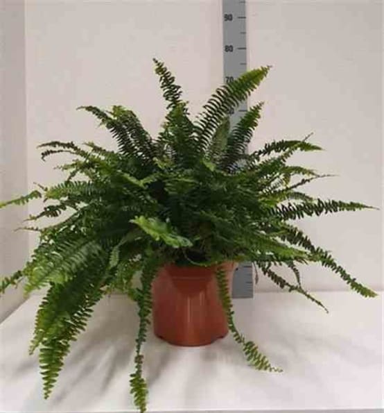 Nephrolepis exaltata dame verte (fougères d