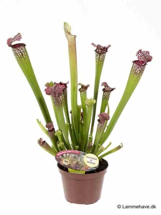 Sarracenia Smoorii - Plante Sarracénie À Trompette | Plantes D'Intérieur Colorées Pour Attraper Les Mouches - GardenersDream - Gamm Vert