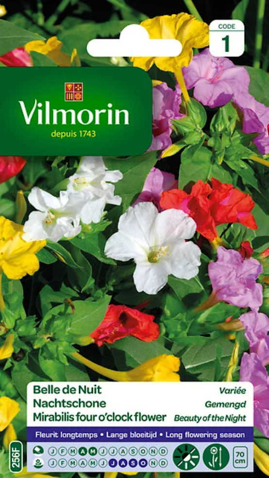 Graines De Chicorée Frisée De Ruffec | Graines De Style