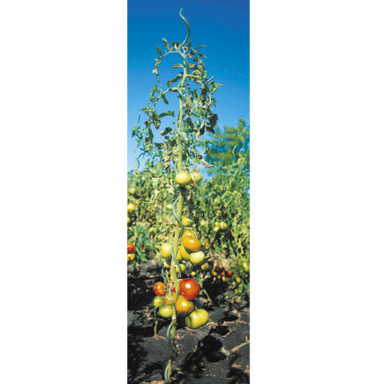 Relaxdays Tuteur à Tomates En Lot De 20 Longueur 120 Cm