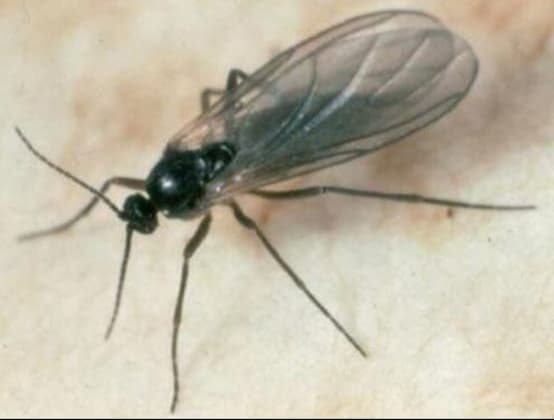 Nematode Sf anti mouche terreaux, chenilles, fourmis 25 millions, vente au  meilleur prix