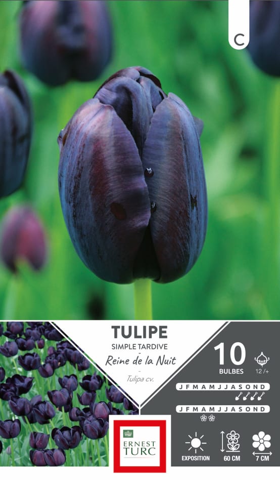Bulbes de Tulipe simple tardive Reine de la Nuit x10 calibre 12+ Gamm