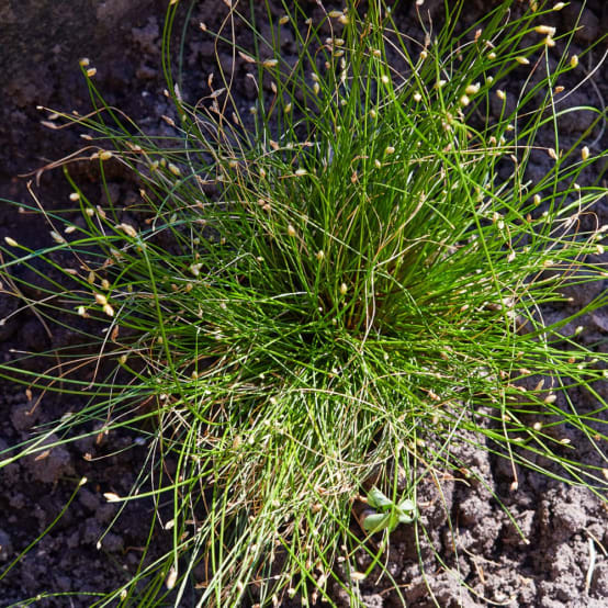 Graminée - Scirpus cernuus fiber optic grass