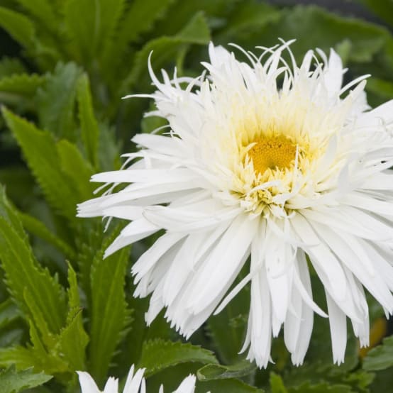 Grande marguerite Wirral Supreme Pot 2L Gamm vert