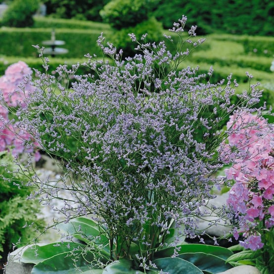 Limonium latifolium discount