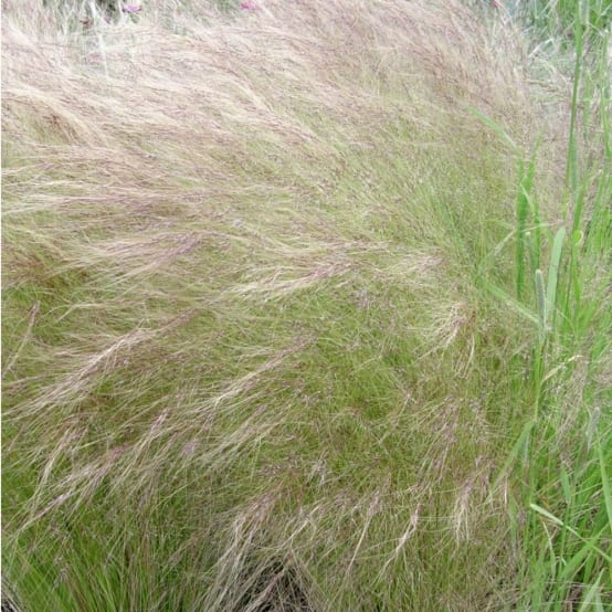 Graminée : Cheveux d'ange - Stipa tenuissima Pony Tails - Image 1