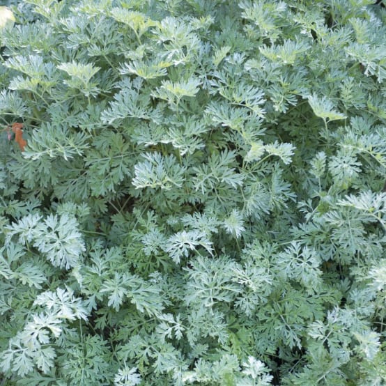 L' Artemisia annua - La Maison de l'Artemisia - Cette plante peut
