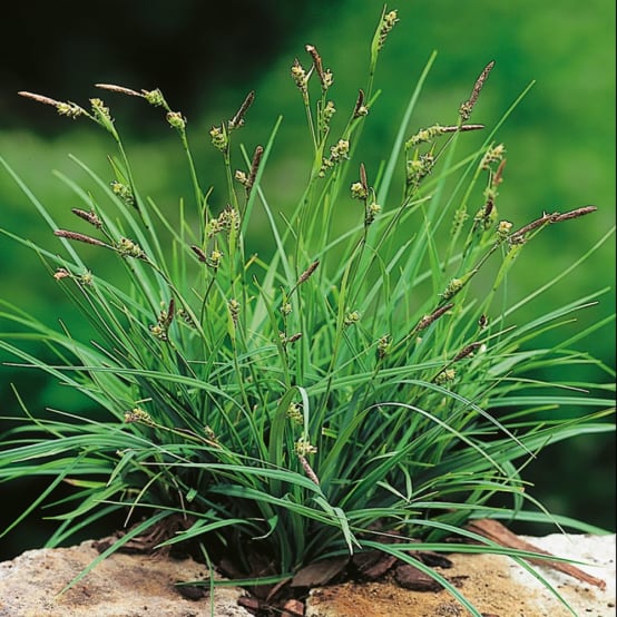 Graminée - Carex panicea lot de 3