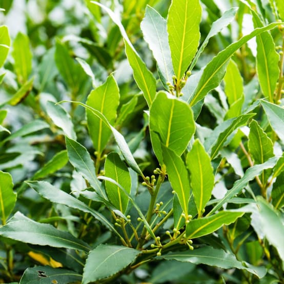 Laurier sauce POT 10X10CM Gamm vert