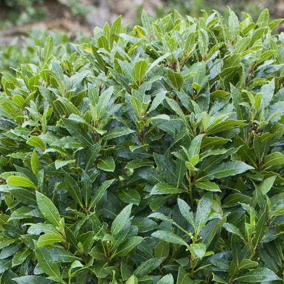 Laurier sauce lot de 3 GODET 7CM Gamm vert