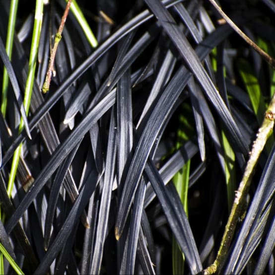 Ophiopogon noir - Image 2