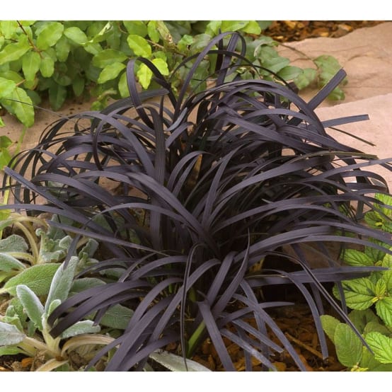 Ophiopogon noir - Image 1