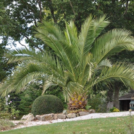 Palmier Phoenix canariensis ou palmier d'Hyères ou dattier des Canaries