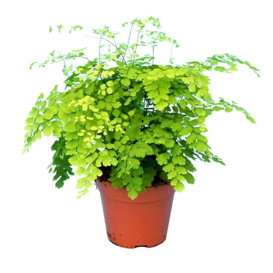 ADIANTUM raddianum Fragrantissimum Gamm vert