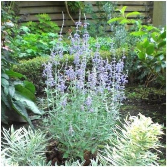 perovskia regarde un bleu