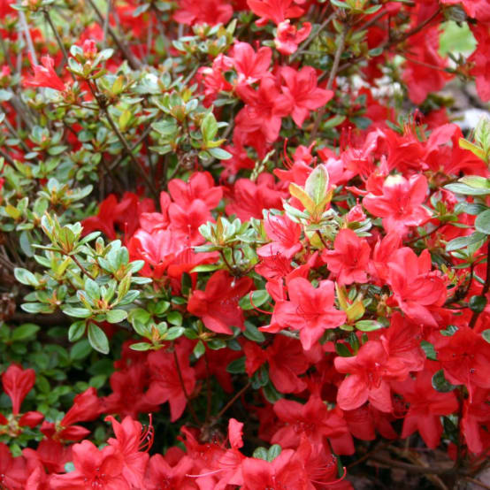 Azalée remontante Bloom Champion® DARK RED Pot de 3.5 litres Gamm vert