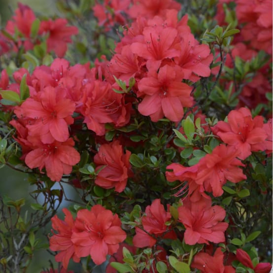 42+ Azalee Bloom Champion Erfahrungen, Die japanische azalee bloom