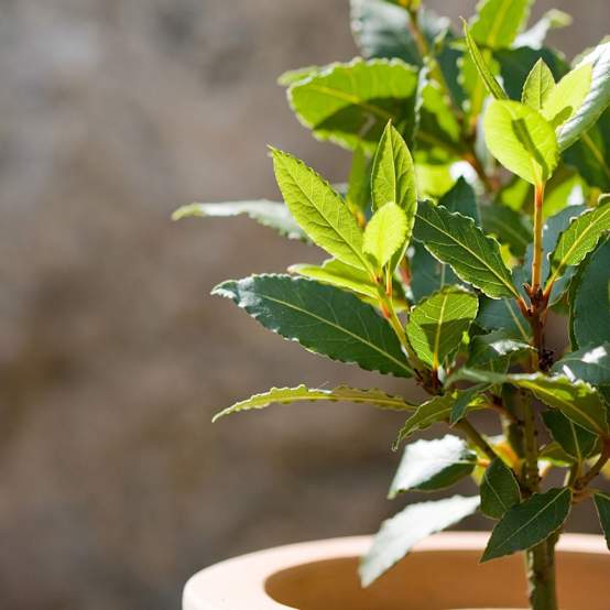 Laurier sauce Pot de 4 litres Gamm vert