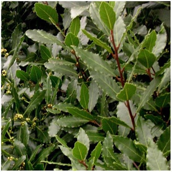 Laurier sauce Pot de 4 litres Gamm vert