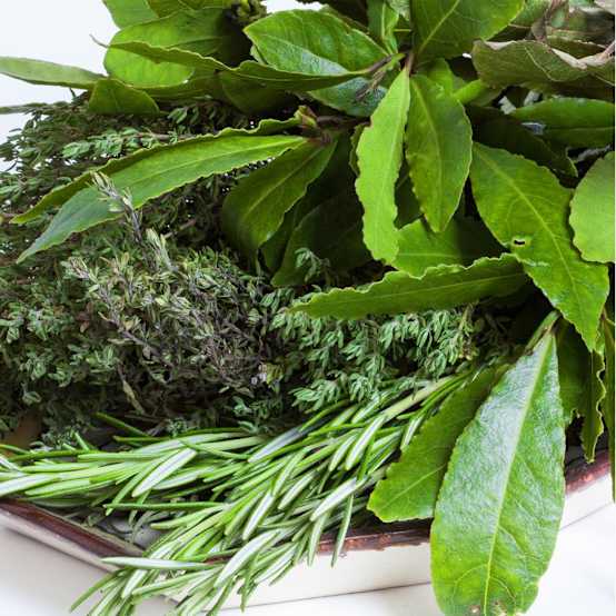 Laurier sauce Pot de 4 litres Gamm vert