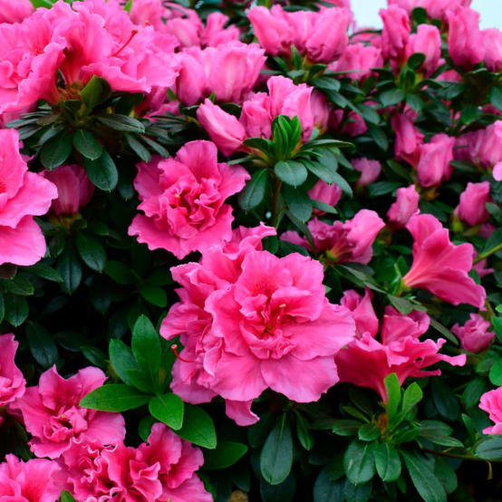 Azalée remontante Bloom Champion® PURPLE Pot de 3.5 litres Gamm vert