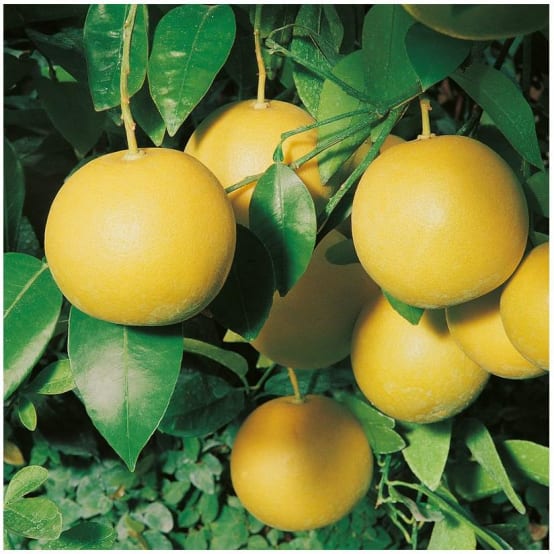 Pomelo à chair jaune Pot de 5 litres Gamm vert