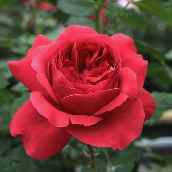 いいネット通販 - 全国送料無料でお届けします Rosier - Rouge®' 'Ruban Rosier Meilland vert Gamm - Nue Racine - バッグ